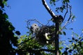 Young fledgling Great Blue Herons Royalty Free Stock Photo