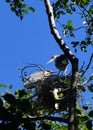 Young fledgling Great Blue Herons Royalty Free Stock Photo