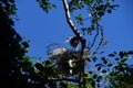 Young fledgling Great Blue Herons Royalty Free Stock Photo