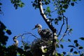 Young fledgling Great Blue Herons Royalty Free Stock Photo