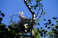 Young fledgling Great Blue Herons Royalty Free Stock Photo