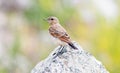 young fledgling wheatear bird sitting on a stone block Royalty Free Stock Photo