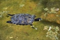 A young floating Loggerhead sea turtle Royalty Free Stock Photo