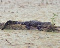 Young Florida Alligator Royalty Free Stock Photo