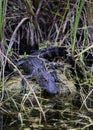 Young Florida Alligator resting on a rock.