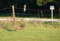 Young florida turkey in front of barbed wire fence