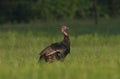 Young florida turkey walking in prairie