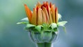 orange blooming Marigold flower, macro photography, nature scene in a botanical garden in Bangkok, Thailand