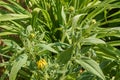 Young flower buds of a rudbeckia flower is about to bloom in summer garden
