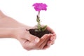 Young flower in hands Royalty Free Stock Photo