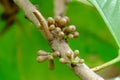 Young flower rose apple.