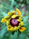 Young flower Rudbeckia yellow in the garden