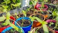 Young flower sprouts, flower seedlings in pots, prepared for transplanting to a flower bed. Gardening in the spring on