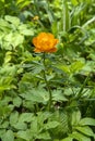 Young flower trolius asiaticus, ogonyok