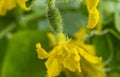 Young flowering cucumber plant with yellow flowers