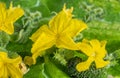 Young flowering cucumber plant with yellow flowers