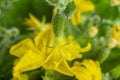 Young flowering cucumber plant with yellow flowers