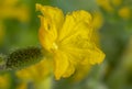 Young flowering cucumber plant with yellow flowers