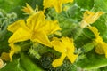 Young flowering cucumber plant with yellow flowers