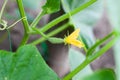 Young flowering cucumbers on a branch in a greenhouse. Plant with yellow flowers. Juicy fresh cucumber close-up macro on a