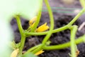 Young flowering cucumbers on a branch in a greenhouse. Plant with yellow flowers. Juicy fresh cucumber close-up macro on a