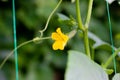 Young flowering cucumbers on a branch in a greenhouse. Plant with yellow flowers. Juicy fresh cucumber close-up macro on a