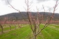A young flowering peach orchard after pruning in a mountainous area. Selective focus Royalty Free Stock Photo
