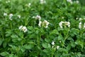 Young flowering potato bushes on the farm, young potatoes, flowering, potato ripening. Organic farming concept Royalty Free Stock Photo