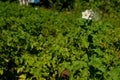 Young flowering potato bushes on the farm, young potatoes, flowering, potato ripening. Organic farming concept. Royalty Free Stock Photo