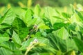 Young flowering soybean plants during the period of active growth grow in an agricultural field