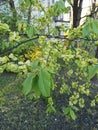A young flowering spring tree in Russia