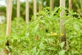 Young flowering tomato plants tied to wood supporting stakes with jute twine