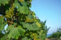 Young flowering vineyard