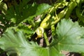Young flowering zucchini in the garden outdoors