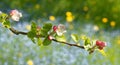 Young flowers of apple tree