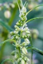 young flowers, buds and shoots of wild cannabis