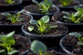 Young flowers in a plant nursery 1 Royalty Free Stock Photo