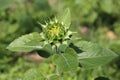 Young flowers, sunflower