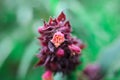 Young flowers of wildflowers Growing ready bloom