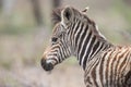 Young baby zebra foal portrait standing alone in nature Royalty Free Stock Photo