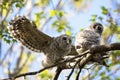 Pair of young barred owlets Royalty Free Stock Photo