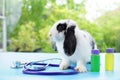 Young fluffy  bunny with stethoscope and liquid medicine bottles Royalty Free Stock Photo