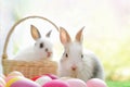 young fluffy bunny, white adorable rabbit sitting with easter eggs on nature background Royalty Free Stock Photo