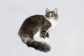 Studio portrait of a young cat on a gray background