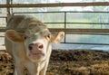 Young fluffy Charolais cow in stable