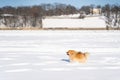 Young fluffy clean pomeranian Spitz pet dog running fast on white snow in field Royalty Free Stock Photo