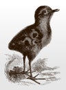 Young fluffy curlew chick in side view