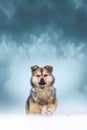 A young fluffy dog in the winter against a dark sky with dramatic clouds_