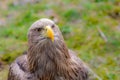 Young and fluffy eagle with yellow beak wild predator bird portrait Royalty Free Stock Photo