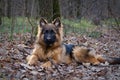 Young fluffy German shepherd dog puppy six months old Lying in a forest ground Royalty Free Stock Photo